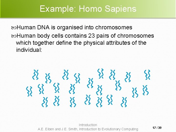 Example: Homo Sapiens Human DNA is organised into chromosomes Human body cells contains 23