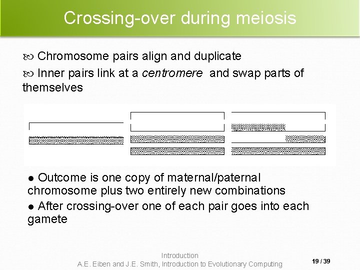 Crossing-over during meiosis Chromosome pairs align and duplicate Inner pairs link at a centromere