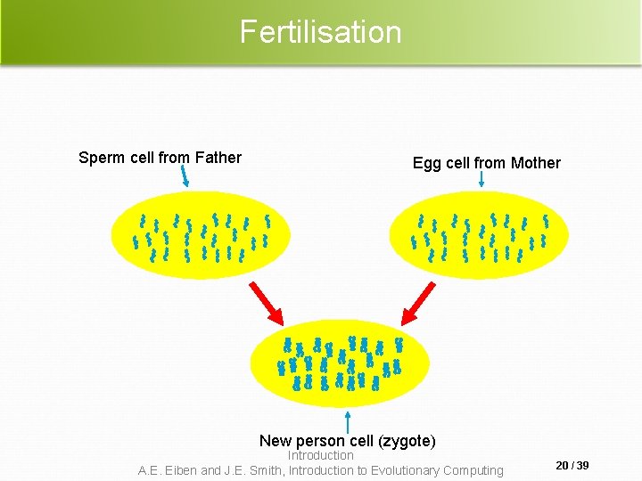 Fertilisation Sperm cell from Father Egg cell from Mother New person cell (zygote) Introduction