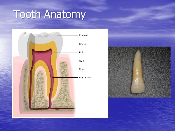 Tooth Anatomy 