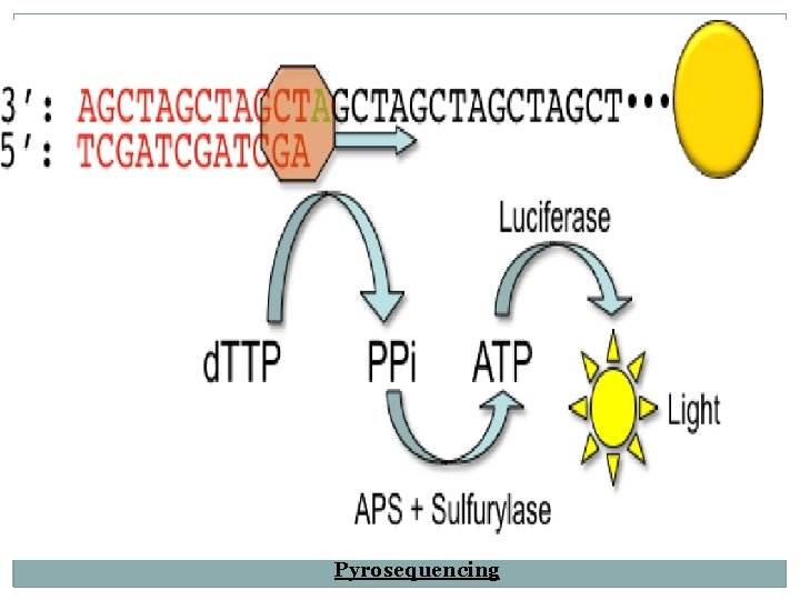 Pyrosequencing 
