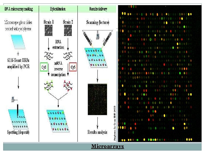 Microarrays 