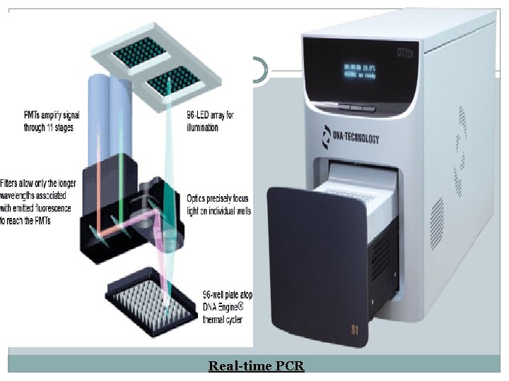 Real-time PCR 