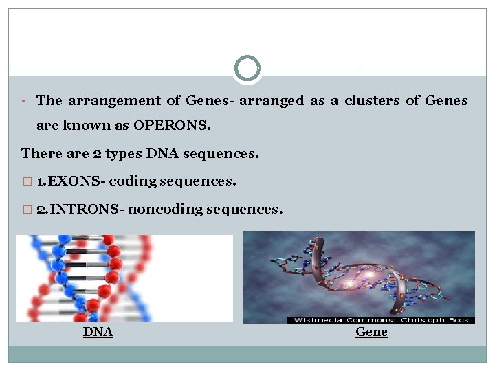  • The arrangement of Genes- arranged as a clusters of Genes are known