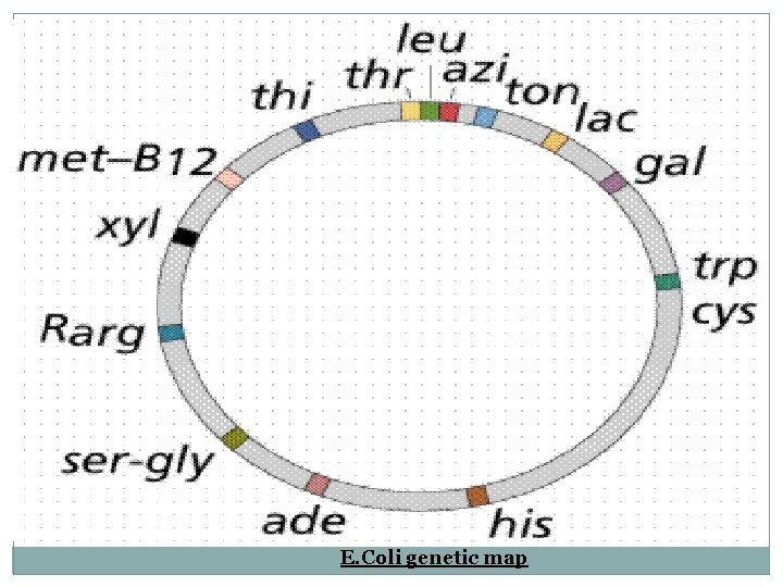 E. Coli genetic map 
