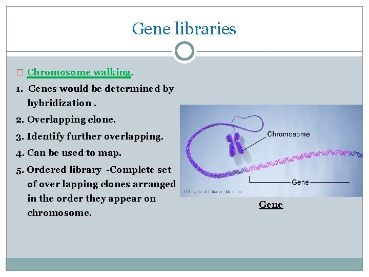Gene libraries � Chromosome walking. 1. Genes would be determined by hybridization. 2. Overlapping