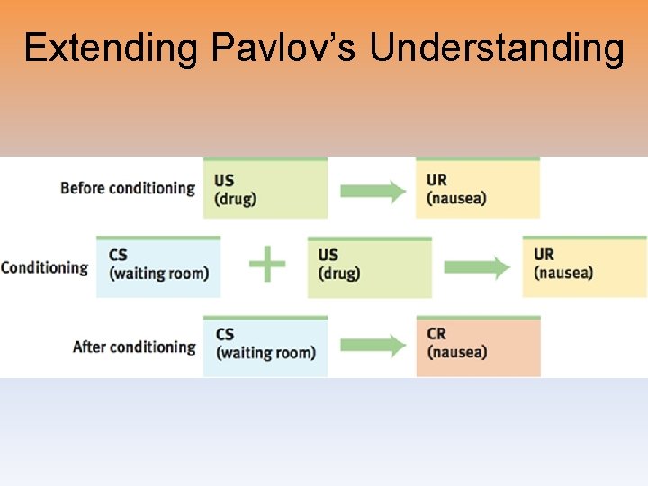 Extending Pavlov’s Understanding 