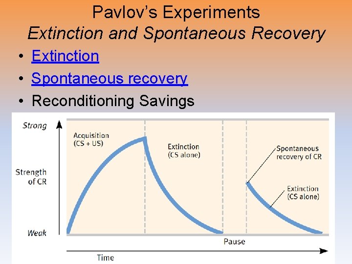 Pavlov’s Experiments Extinction and Spontaneous Recovery • Extinction • Spontaneous recovery • Reconditioning Savings