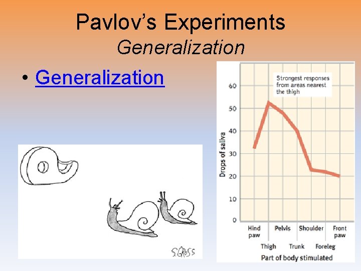 Pavlov’s Experiments Generalization • Generalization 