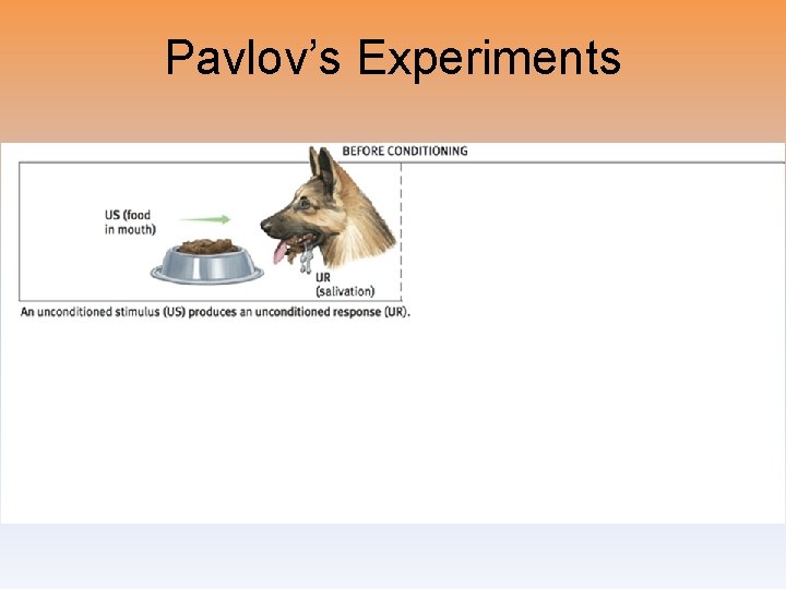 Pavlov’s Experiments 