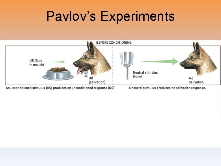 Pavlov’s Experiments 