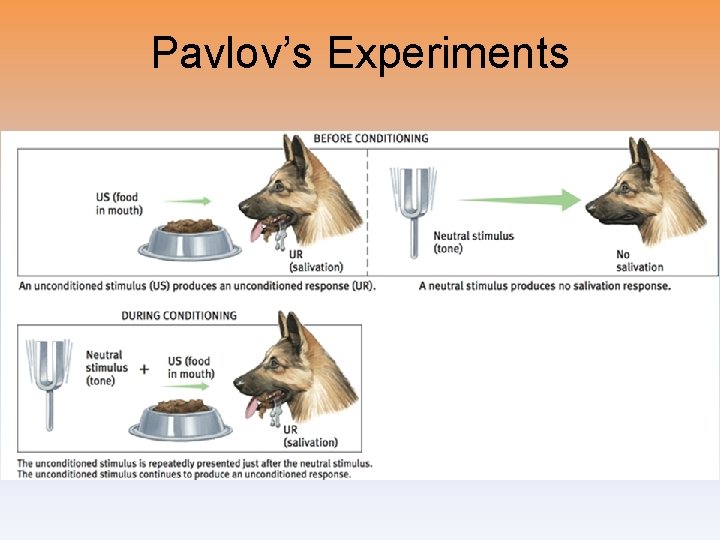 Pavlov’s Experiments 