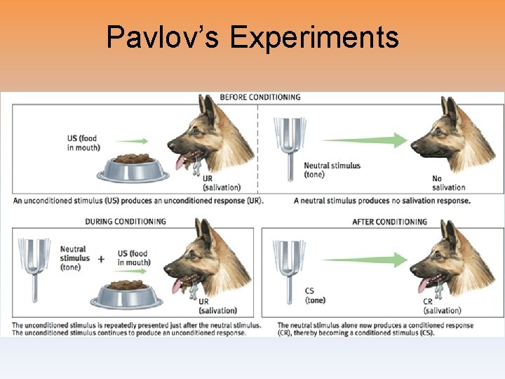 Pavlov’s Experiments 