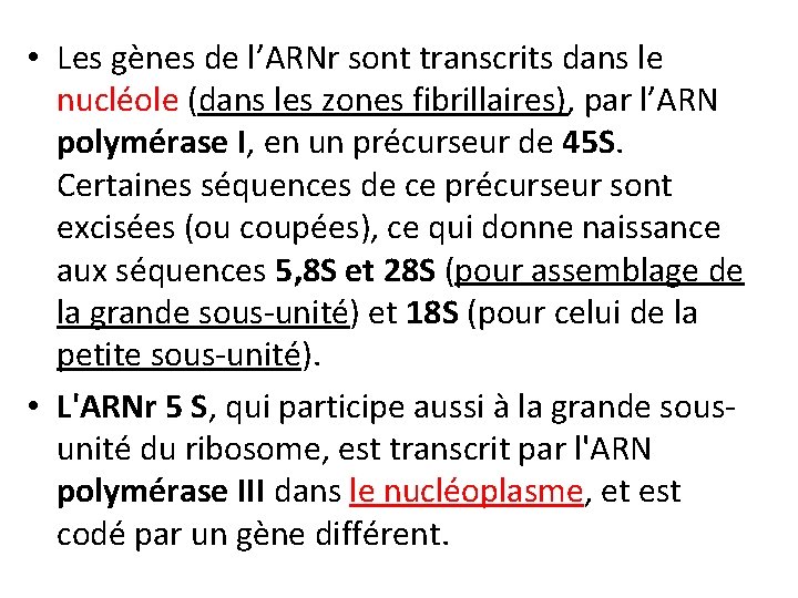  • Les gènes de l’ARNr sont transcrits dans le nucléole (dans les zones