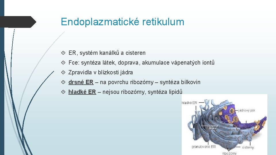 Endoplazmatické retikulum ER, systém kanálků a cisteren Fce: syntéza látek, doprava, akumulace vápenatých iontů