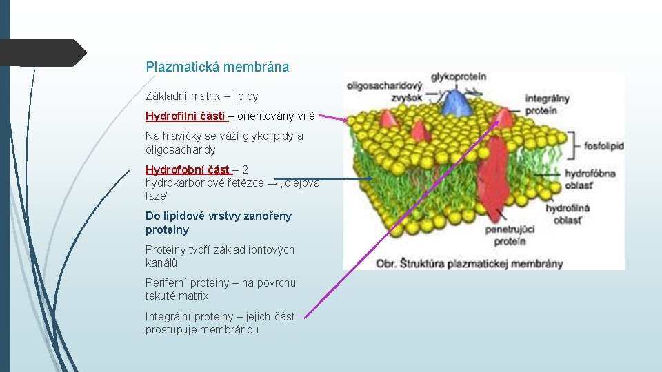 Plazmatická membrána Základní matrix – lipidy Hydrofilní části – orientovány vně Na hlavičky se