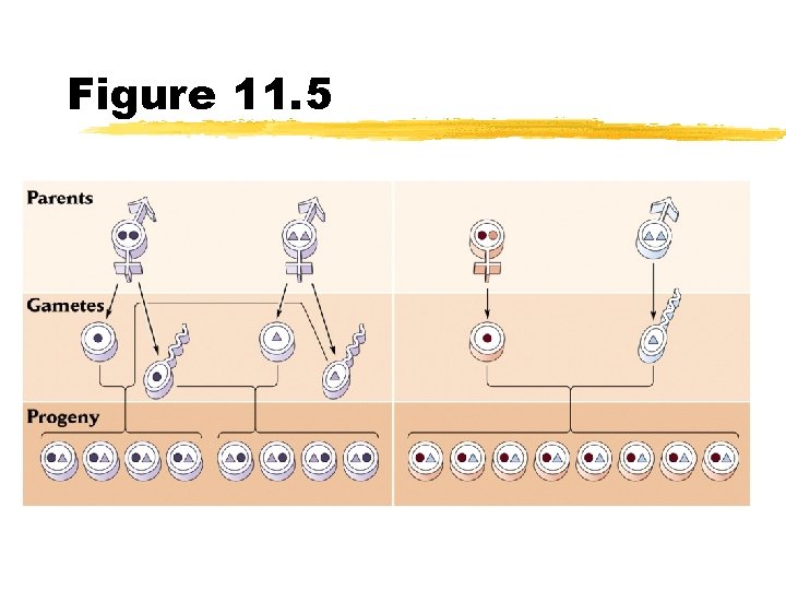 Figure 11. 5 