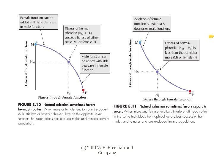 (c) 2001 W. H. Freeman and Company 