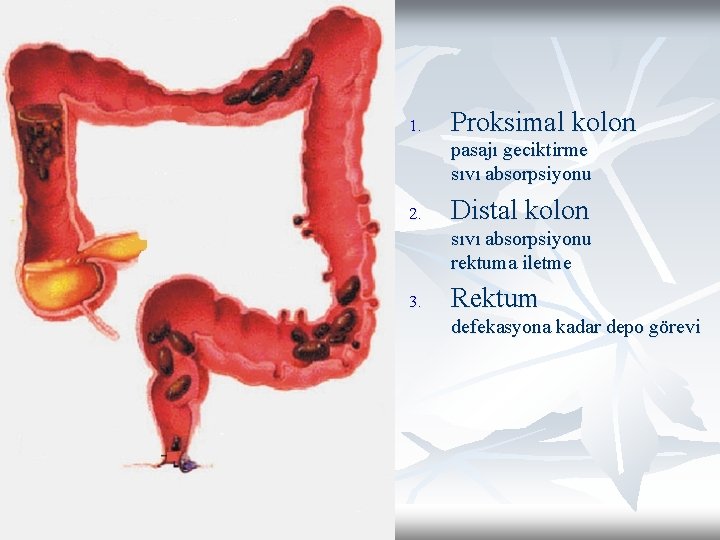 1. Proksimal kolon pasajı geciktirme sıvı absorpsiyonu 2. Distal kolon sıvı absorpsiyonu rektuma iletme