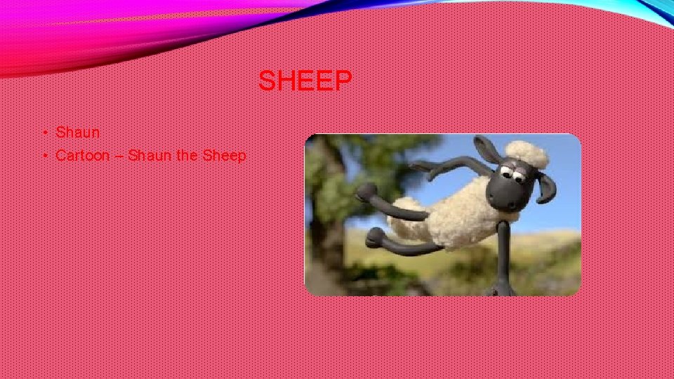 SHEEP • Shaun • Cartoon – Shaun the Sheep 