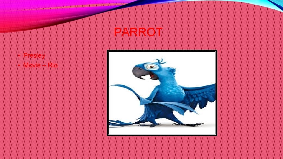 PARROT • Presley • Movie – Rio 