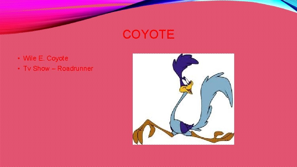COYOTE • Wile E. Coyote • Tv Show – Roadrunner 