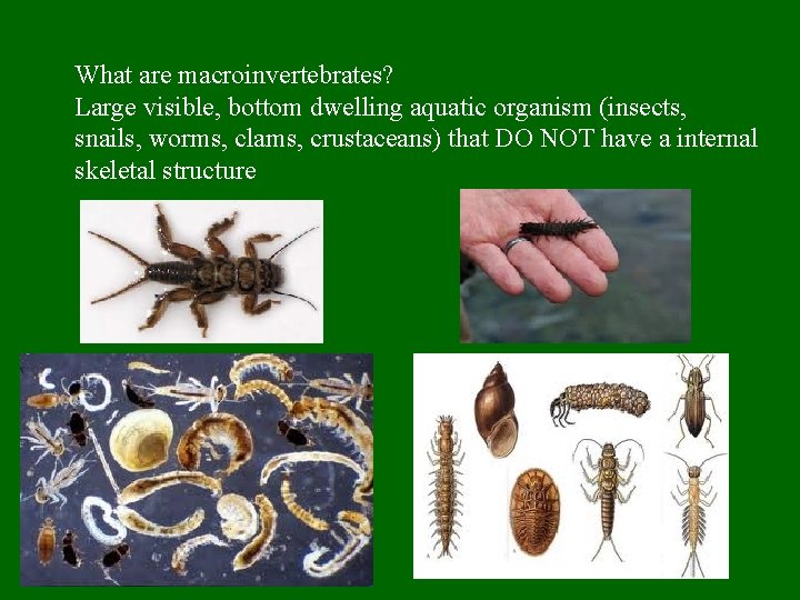 What are macroinvertebrates? Large visible, bottom dwelling aquatic organism (insects, snails, worms, clams, crustaceans)