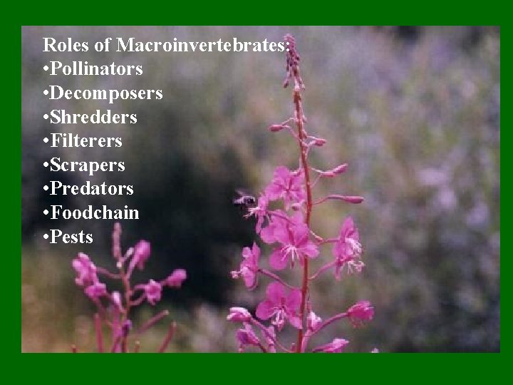 Roles of Macroinvertebrates: • Pollinators • Decomposers • Shredders • Filterers • Scrapers •