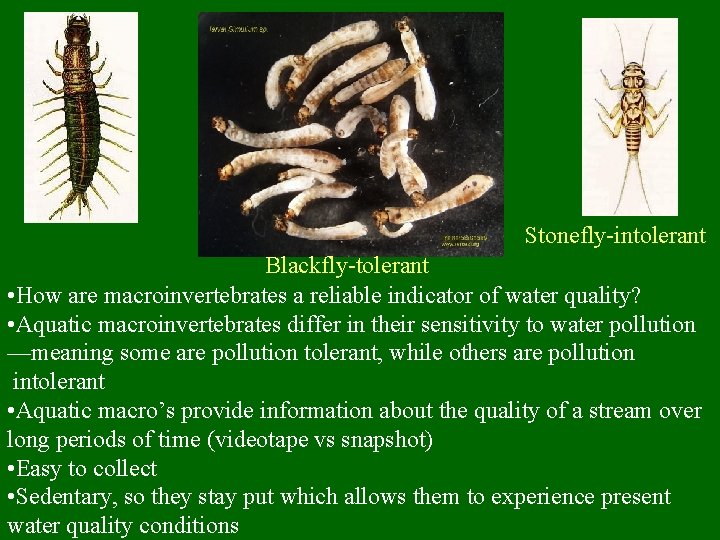 Stonefly-intolerant Blackfly-tolerant • How are macroinvertebrates a reliable indicator of water quality? • Aquatic