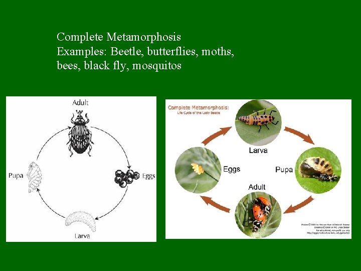 Complete Metamorphosis Examples: Beetle, butterflies, moths, bees, black fly, mosquitos 