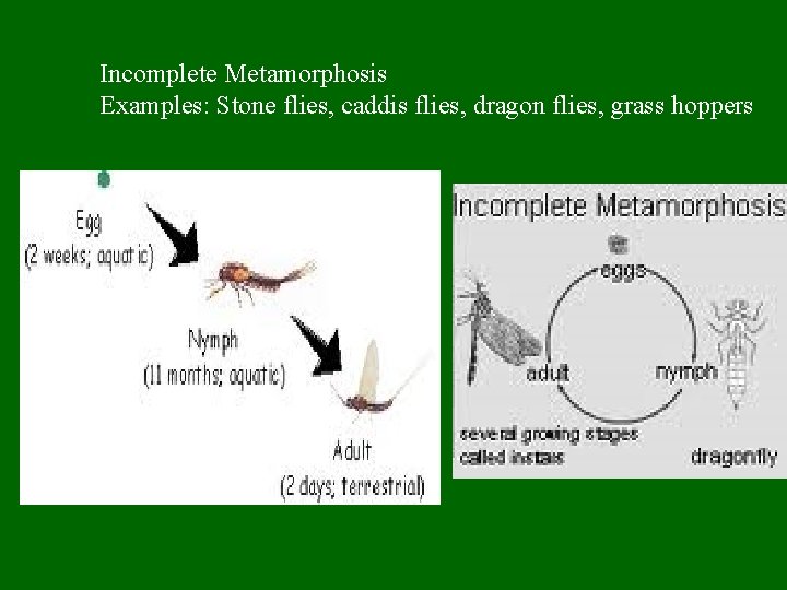 Incomplete Metamorphosis Examples: Stone flies, caddis flies, dragon flies, grass hoppers 