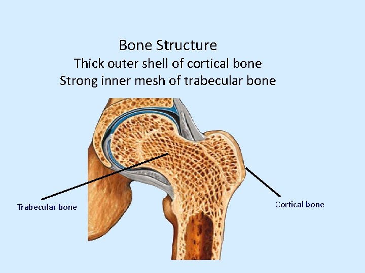 Bone Structure Thick outer shell of cortical bone Strong inner mesh of trabecular bone
