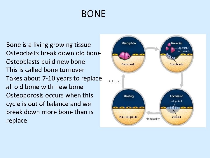BONE Bone is a living growing tissue Osteoclasts break down old bone Osteoblasts build