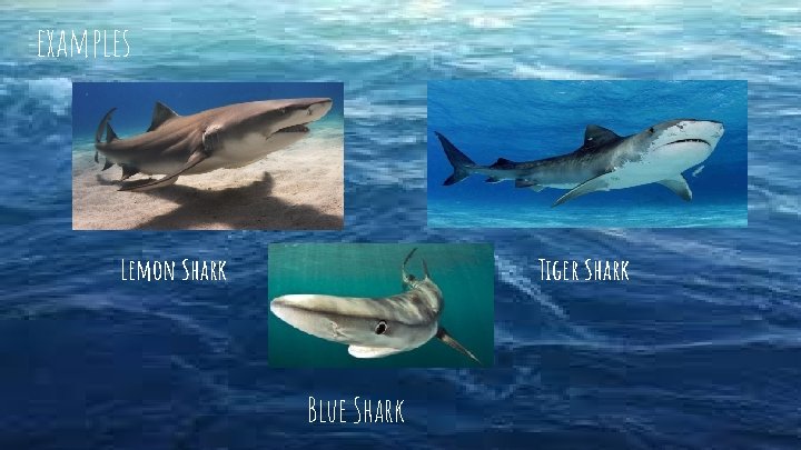 examples Lemon Shark Tiger Shark Blue Shark 