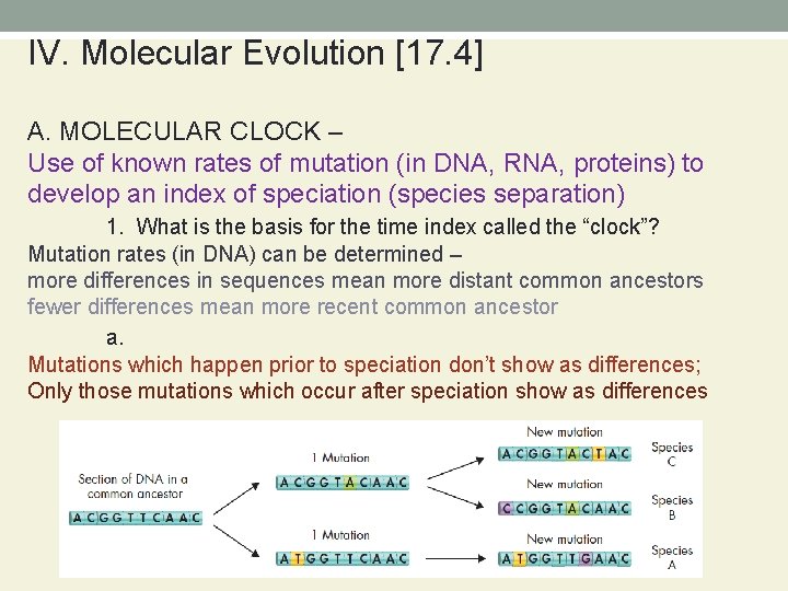 IV. Molecular Evolution [17. 4] A. MOLECULAR CLOCK – Use of known rates of