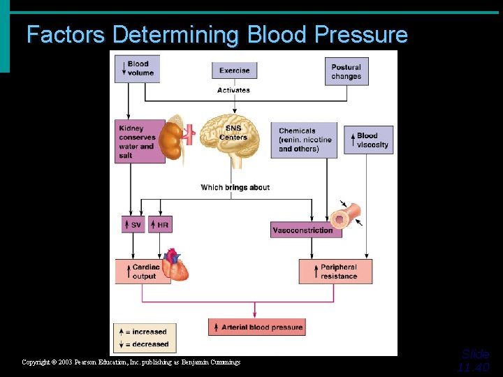 Factors Determining Blood Pressure Figure 11. 19 Copyright © 2003 Pearson Education, Inc. publishing
