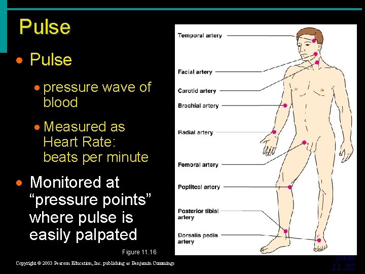 Pulse · pressure wave of blood · Measured as Heart Rate: beats per minute