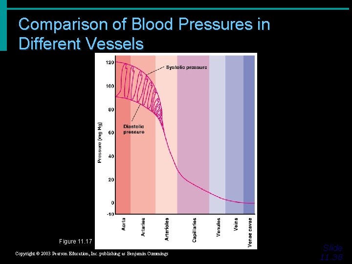 Comparison of Blood Pressures in Different Vessels Figure 11. 17 Copyright © 2003 Pearson