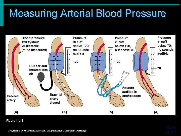 Measuring Arterial Blood Pressure Figure 11. 18 Copyright © 2003 Pearson Education, Inc. publishing