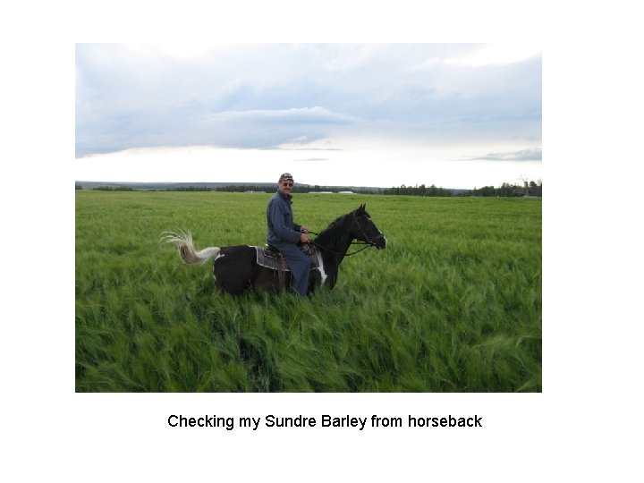 Checking my Sundre Barley from horseback 