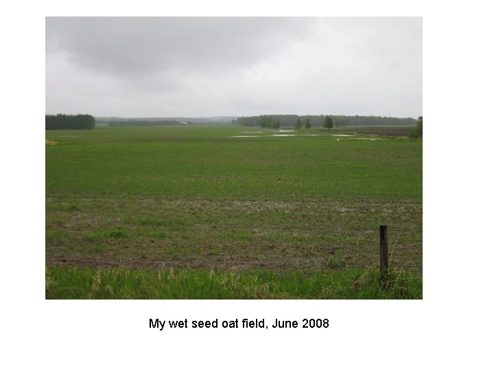 My wet seed oat field, June 2008 