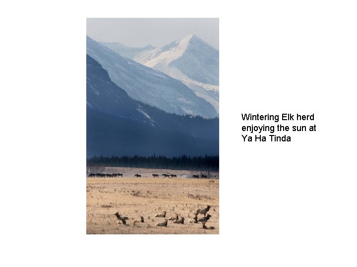 Wintering Elk herd enjoying the sun at Ya Ha Tinda 