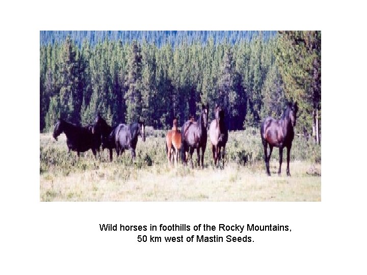 Wild horses in foothills of the Rocky Mountains, 50 km west of Mastin Seeds.