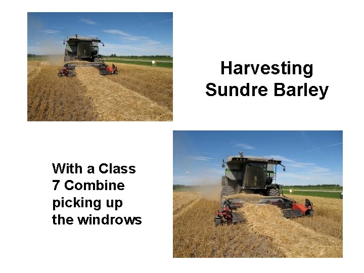 Harvesting Sundre Barley With a Class 7 Combine picking up the windrows 