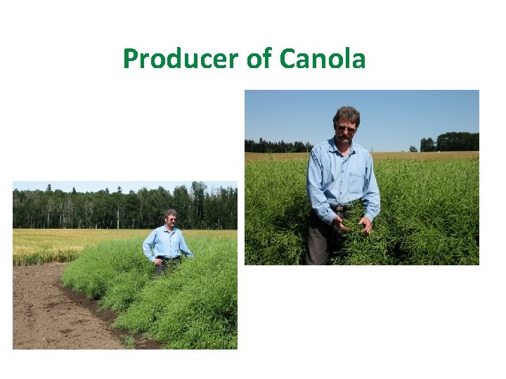 Producer of Canola 