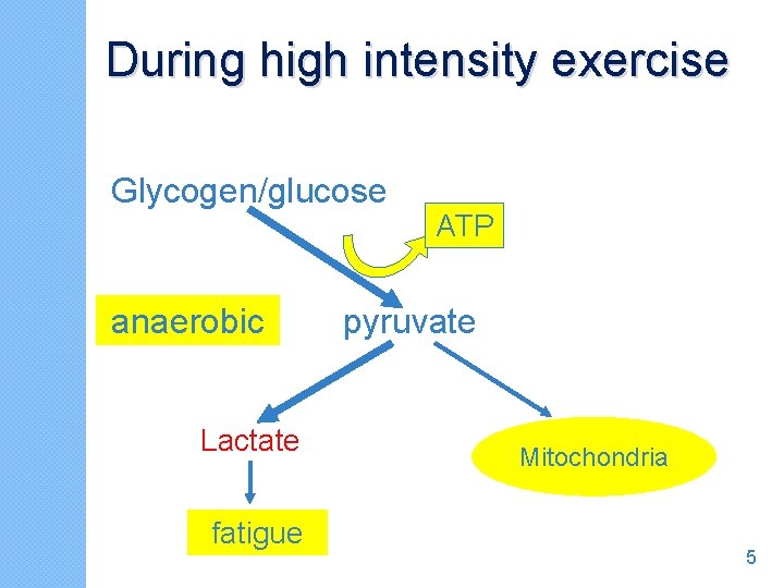 During high intensity exercise Glycogen/glucose anaerobic Lactate fatigue ATP pyruvate Mitochondria 5 