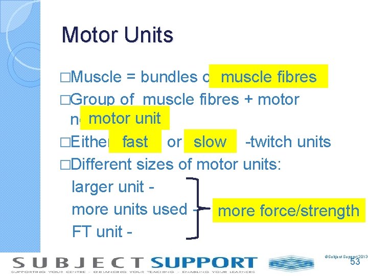 Motor Units �Muscle = bundles of muscle fibres �Group of muscle fibres + motor