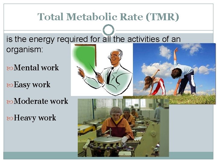 Total Metabolic Rate (TMR) is the energy required for all the activities of an