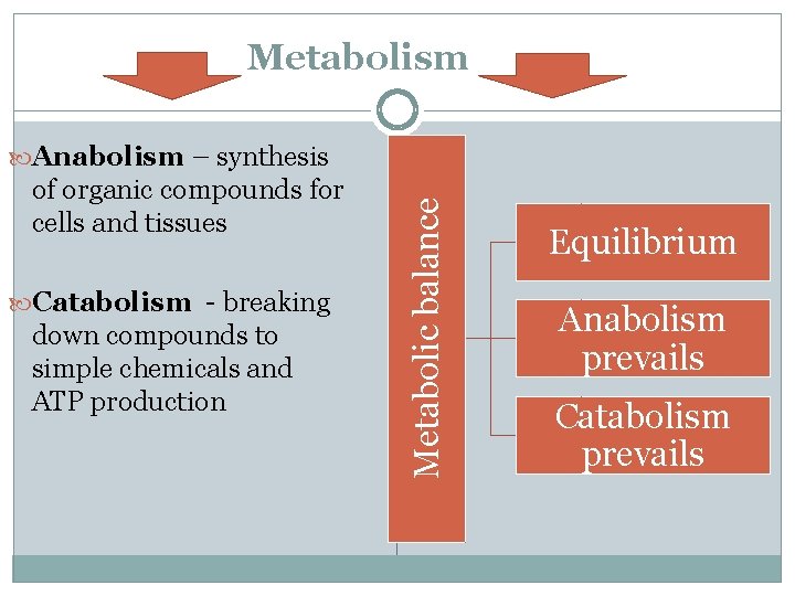 Metabolism of organic compounds for cells and tissues Catabolism - breaking down compounds to