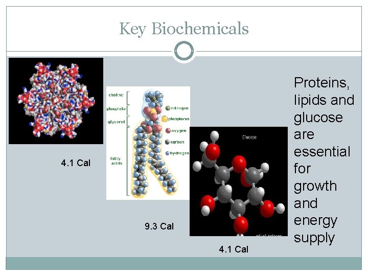 Key Biochemicals 4. 1 Cal 9. 3 Cal 4. 1 Cal Proteins, lipids and